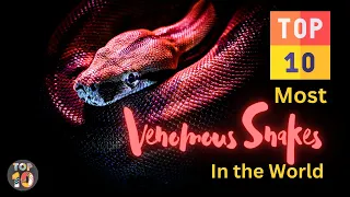 Top 10 Most Venomous Snakes in the World | Deadliest Snake Bites!