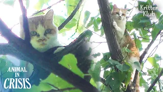 Cat Stranded On A 18-Meter-High Tree Survived The Impossible | Animal in Crisis Ep 294