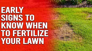 Early Signs to Know When to Fertilize Your Lawn - No Matter Your Grass Type