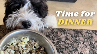 Dinner time for a 1-Year Old Mini Sheepadoodle