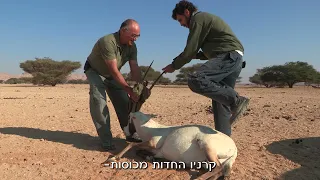 2018   חי   בר יוטבתה יוטיוב