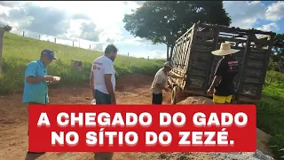 AS VAQUINHAS CHEGARAM NO SÍTIO DO ZEZÉ.