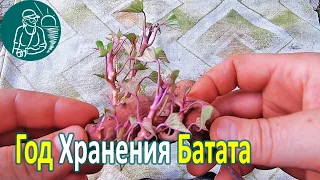 🥔 Сколько хранится батат в жилом доме 🌿 Выращивание и хранение батата 🌱 Опыт Гордеевых