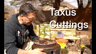 Taxus Cuttings:  Dave's Bonsai E198