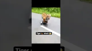 Tiger ATTCK🐅😱😯 #shorts #viral #tiger #attack
