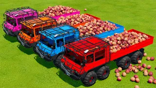 LOAD AND TRANSPORT APPLES WITH BANDIT vs SCANIA vs MAN TRUCK - Farming Simulator 22