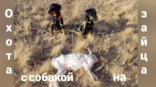 Охота на зайца с собакой 2021.Ягдтерьер по зайцу.German jagdterrier hunting a hare