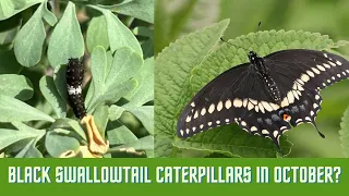 Black Swallowtail Caterpillars in October