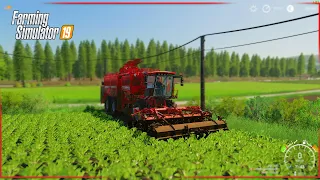 Harvested Sugar Beet! | Farming Simulator 2019 | Biggest Sugar Beet Harvesting Machine