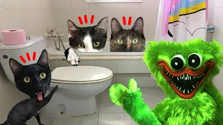 Gato vs Huggy Wuggy verde en el baño de casa en la vida real / Videos de gatos Luna y Estrella