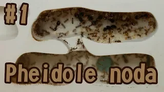 Как поживают муравьи Pheidole noda? VLOG#3. Кормление знахарем и новости колонии.