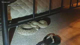 Valley couple finds rattlesnake under their bed