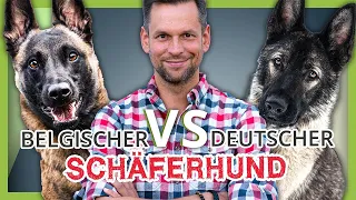 Deutscher vs. Belgischer Schäferhund - Wer gewinnt das DUELL?