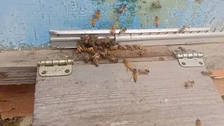 Начало сезона, пчела несёт пыльцу.Пчеловодство, пчелы ( bees)