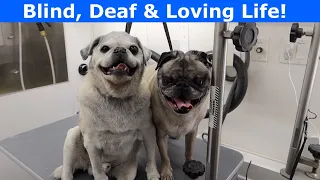 Blind & Deaf Pug Loves Getting Groomed | Mobile Grooming 2 Senior Pugs At Once
