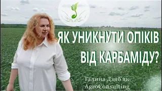 Позакореневе підживлення карбамідом. Мої правила внесення