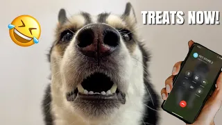 Talking Husky PRANK CALLS Pet Stores!