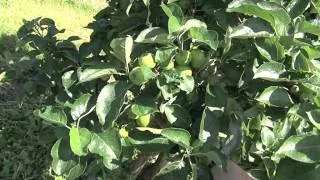HDC Fruit Thinning - Romanian