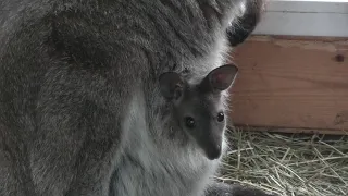 Кенгурёнок не только показался, а и игрался, кусался)))  Kingurenok showed himself, played and bite)