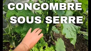 Comment cultiver, tuteurer et tailler des concombres sous serre ? Cultiver de la vigne sous serre