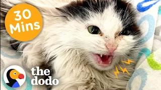 30 Minutes Of Our Favorite Feel-Good Animal Stories | The Dodo