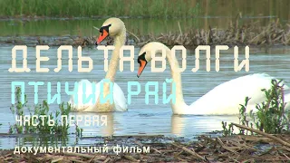 Nature of Russia. Delta of the Volga. Caspian. Bird paradise. Spring flood. Fish spawning.