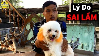 Lý Do Sai Lầm Phối Giống Không Đậu Thai Và Vì Sao Chó Đực Không Chịu Nhảy Cái | Thánh Toàn Pet Dogs