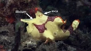 Mucky Secrets - Part 10 - Frogfishes - Lembeh Strait