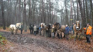 Horse logging in the forest of the Trappist fathers in Westmalle