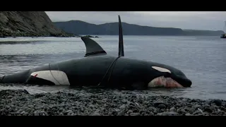 Orca: The Killer Whale (1977) Orca Carries His Mate