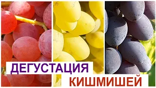 Кишмиши трёх сортов: Велес, Столетие, Юпитер - какой виноград вкуснее? Дегустация.