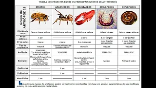 Os Artrópodes: Insetos, Crustáceos, Aracnídeos, Quilópodes, Diplópodes