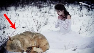 Девушка упала к телу раненой волчицы и зарыдала, прося прощения у хищницы