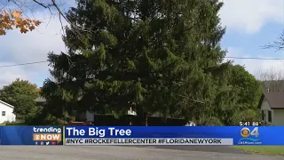 Trending Now: Rockefeller Center Christmas Tree Selected