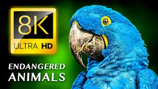 ENDANGERED ANIMALS 8K ULTRA HD