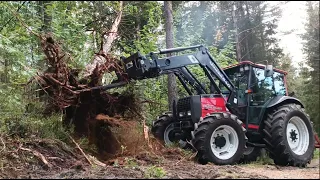 Taking down a tree with Valmet tractor