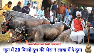 जून में 20 किलो की भैंस 1 लाख में दे दूंगा || Pawan Lijwana Dairy Farm Jind