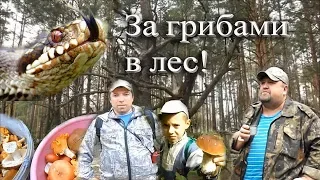 Поход в лес за грибами, встреча с гадюкой.