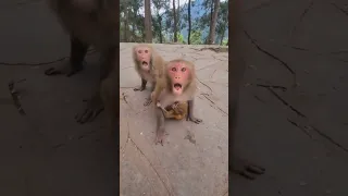 Mother monkey doesn't allow anyone to touch her baby  🐒 #dzistic #short #monkey