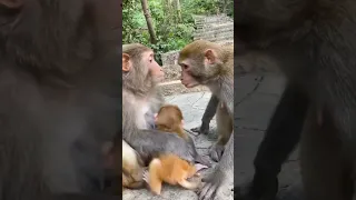 mother monkey doesn't allow anyone to touch her baby | mother monkey protecting baby
