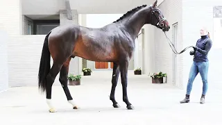 Hesselhoej.dk Stallion