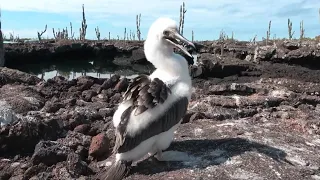 The blue-footed booby is one of Galapagos' most iconic animals