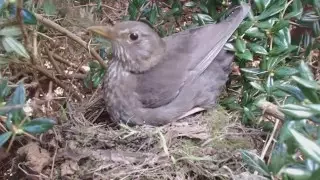 Das Amselnest , Sulinger Vogelwelt 1