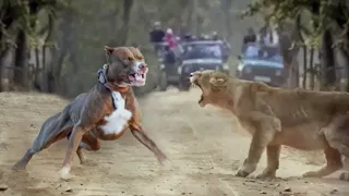 Pitbull VS Lion - Lion VS Pitbull Real Video - Blondi Foks