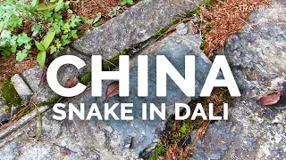 Snake in Dali | Yunnan | China