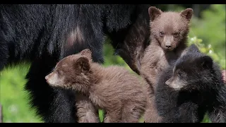 Black Bear with 3 new Cubs-8K-close/Wildlife Photography-Jackson Hole/Grand Teton Park/Yellowstone