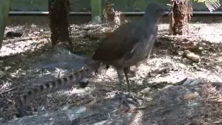 Lyre bird mimicking sounds & voices