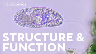 Colorless Euglenoids: Structure and Function (and Food)