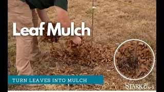 Leaf Mulch - How to Use Leaves as Mulch