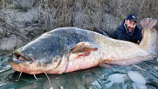 Monster Giant Catfish with light spinning rod in a swollen river - HD by Catfishing World